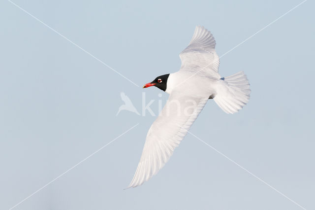 Zwartkopmeeuw (Larus melanocephalus)