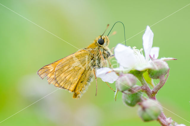 Groot dikkopje (Ochlodes faunus)