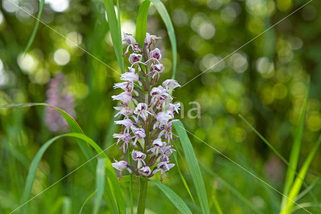 Monkey Orchid (Orchis simia)