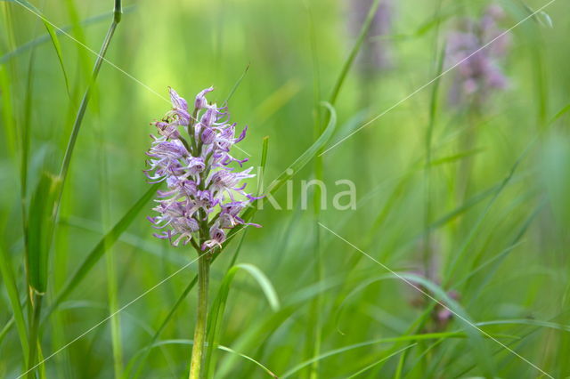 Aapjesorchis (Orchis simia)