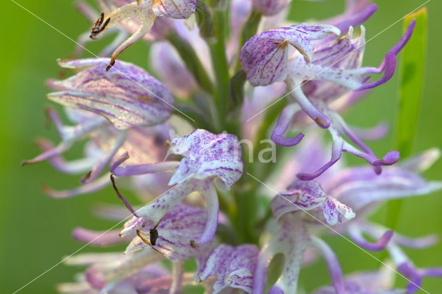 Monkey Orchid (Orchis simia)