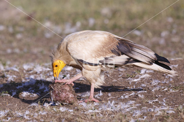 Egyptian vulture (Neophron percnopterus)