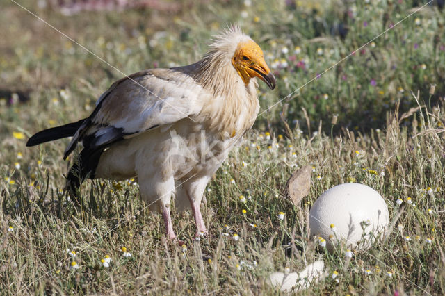 Egyptian vulture (Neophron percnopterus)