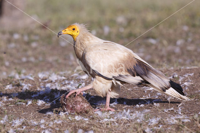 Egyptian vulture (Neophron percnopterus)