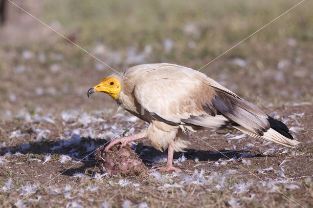 Egyptian vulture (Neophron percnopterus)