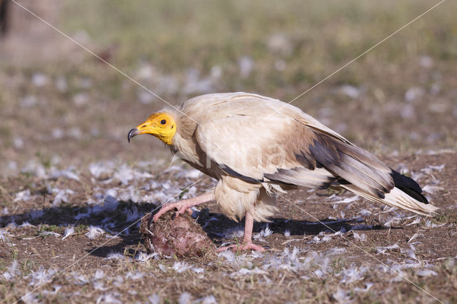 Egyptian vulture (Neophron percnopterus)