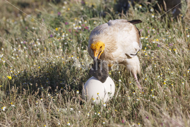 Egyptian vulture (Neophron percnopterus)