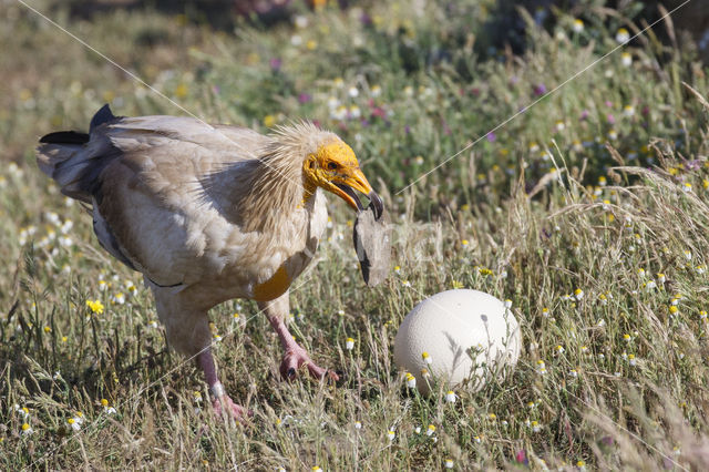 Egyptian vulture (Neophron percnopterus)