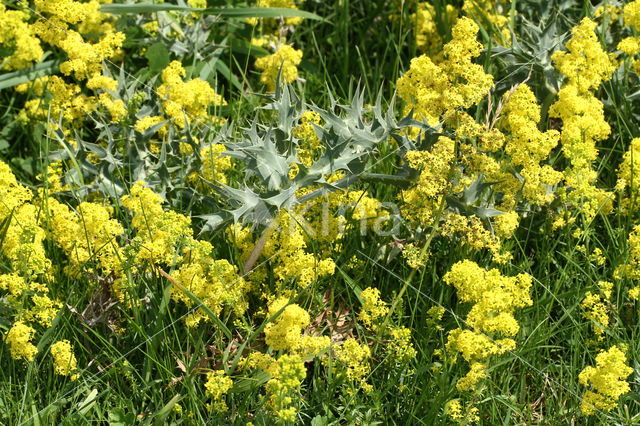 False Cleavers (Galium spurium)