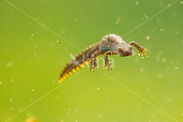 Alpine Newt (Ichthyosaura alpestris)