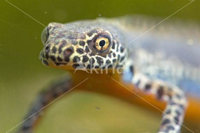 Alpine Newt (Ichthyosaura alpestris)