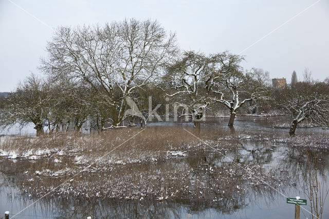 Apple tree (Malus)