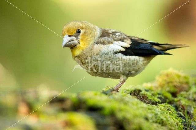 Hawfinch (Coccothraustes coccothraustes)