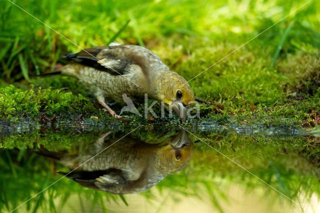 Appelvink (Coccothraustes coccothraustes)