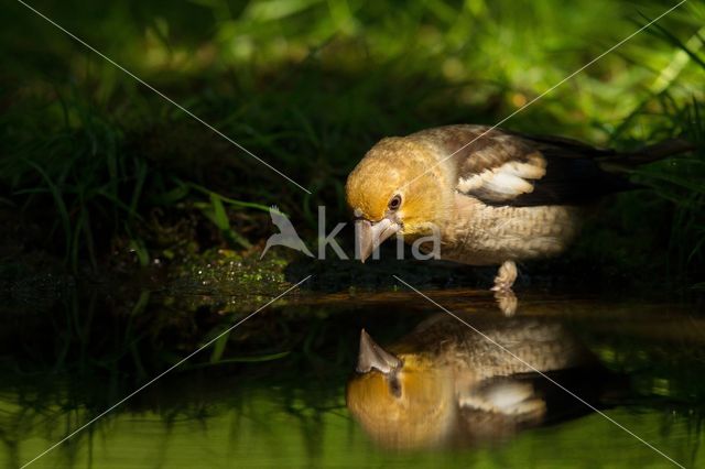 Hawfinch (Coccothraustes coccothraustes)