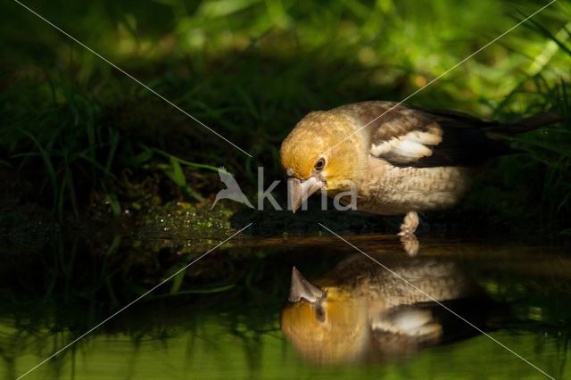 Appelvink (Coccothraustes coccothraustes)