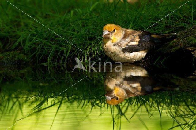 Appelvink (Coccothraustes coccothraustes)