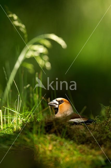 Appelvink (Coccothraustes coccothraustes)