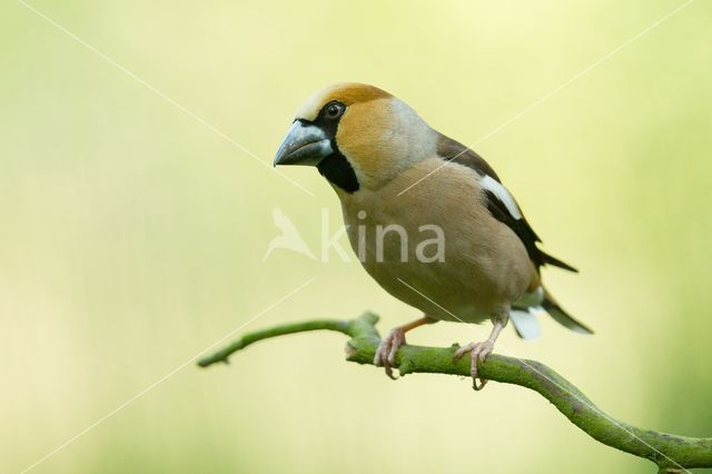 Hawfinch (Coccothraustes coccothraustes)