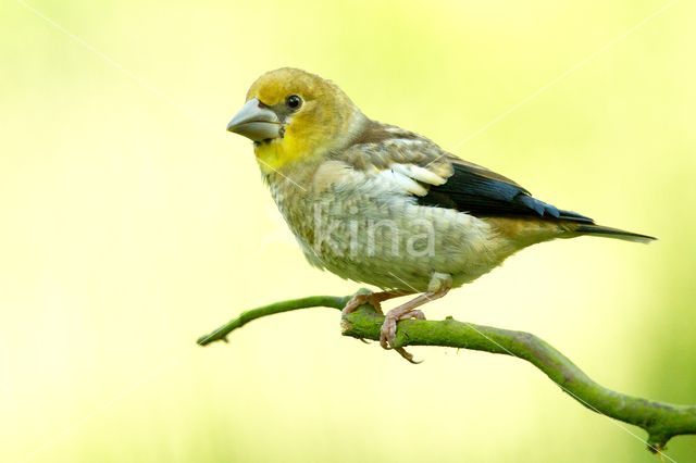 Appelvink (Coccothraustes coccothraustes)