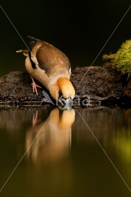 Appelvink (Coccothraustes coccothraustes)