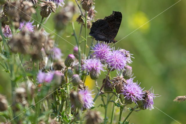 Red Admiral (Vanessa atalanta)