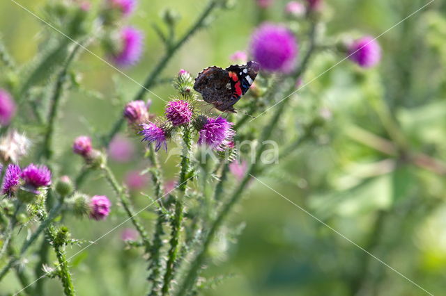 Red Admiral (Vanessa atalanta)