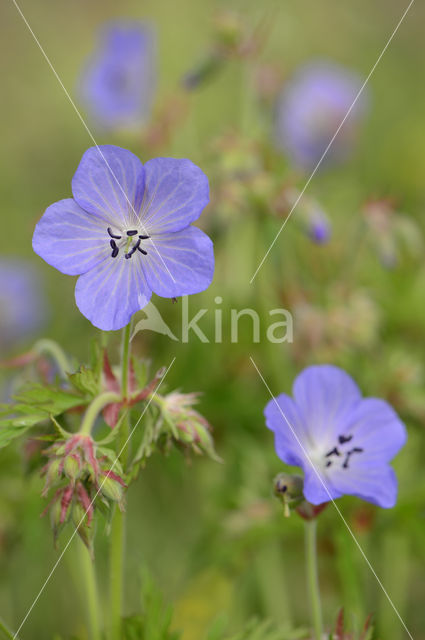 Beemdooievaarsbek (Geranium pratense)