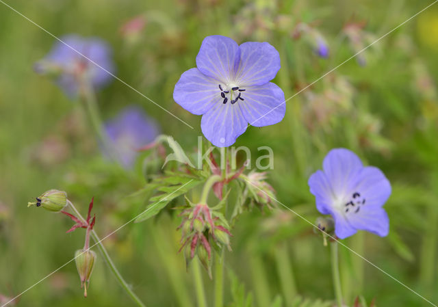 Beemdooievaarsbek (Geranium pratense)