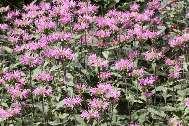 scarlet beebalm (Monarda didyma)