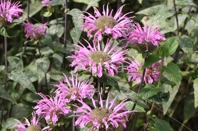 scarlet beebalm (Monarda didyma)