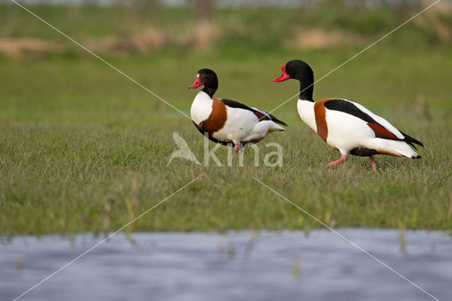 Shelduck (Tadorna tadorna)