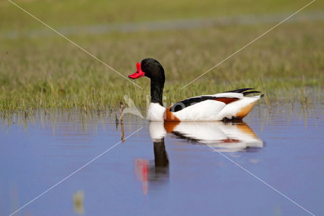 Shelduck (Tadorna tadorna)