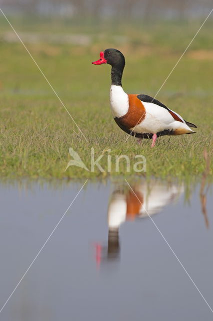 Shelduck (Tadorna tadorna)