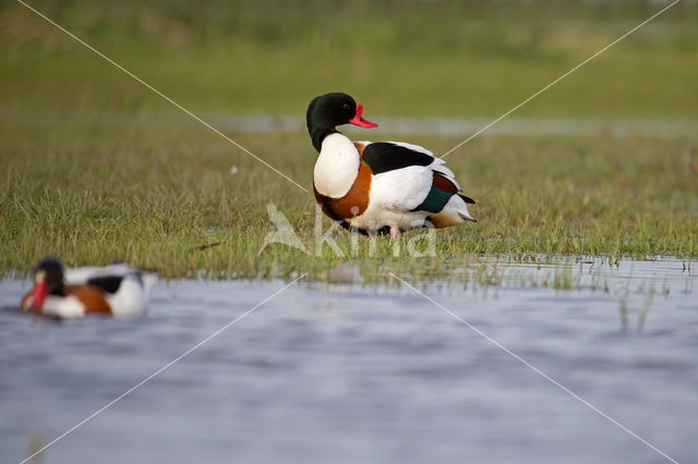 Shelduck (Tadorna tadorna)