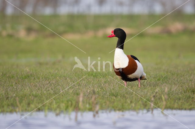 Shelduck (Tadorna tadorna)