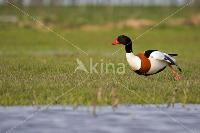 Bergeend (Tadorna tadorna)