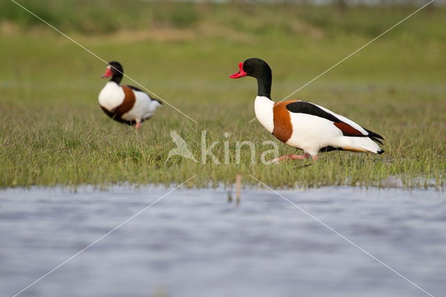 Shelduck (Tadorna tadorna)