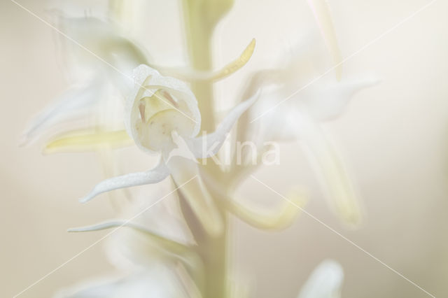 Greater Butterfly-orchid (Platanthera chlorantha)