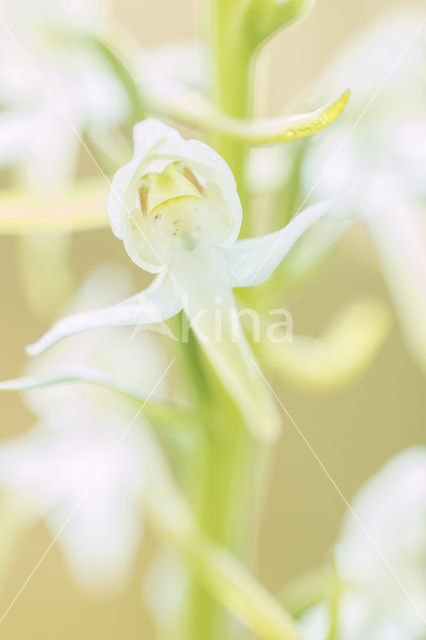 Greater Butterfly-orchid (Platanthera chlorantha)