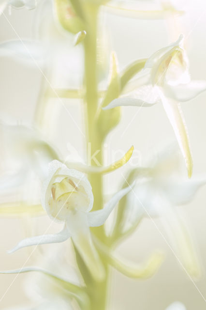 Greater Butterfly-orchid (Platanthera chlorantha)