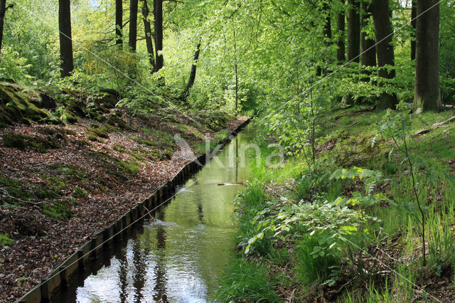 Beech (Fagus sylvatica)