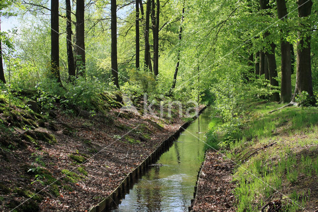 Beuk (Fagus sylvatica)