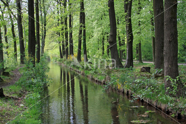 Beuk (Fagus sylvatica)