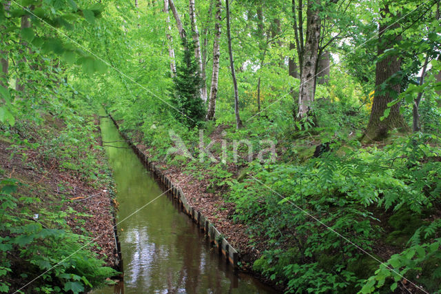 Beech (Fagus sylvatica)