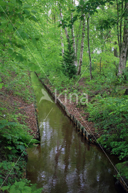 Beuk (Fagus sylvatica)