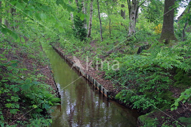 Beech (Fagus sylvatica)