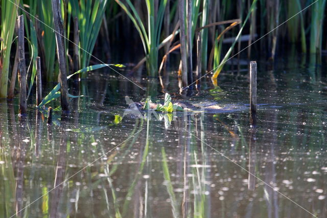 Beverrat (Myocastor coypus)