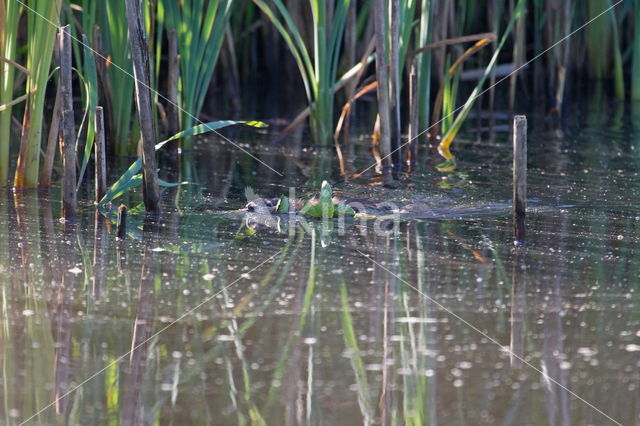 Beverrat (Myocastor coypus)