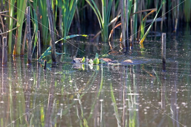 Beverrat (Myocastor coypus)